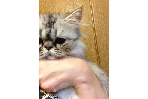 成約済の京都府のペルシャ-426の1枚目