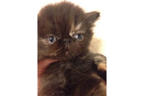 成約済の京都府のペルシャ-457の3枚目