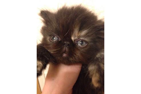 成約済の京都府のペルシャ-457の2枚目