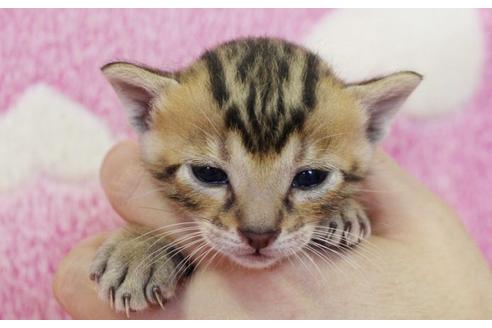 成約済の埼玉県のベンガル-472の1枚目