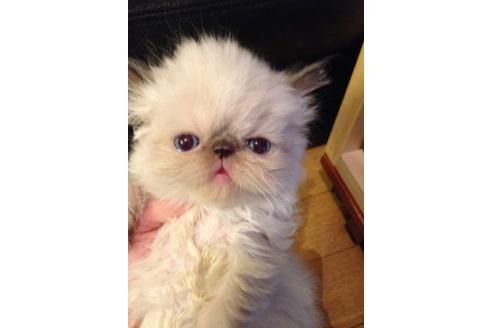 成約済の京都府のエキゾチックショートヘア-467の5枚目