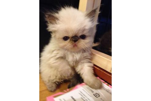 成約済の京都府のエキゾチックショートヘア-467の3枚目