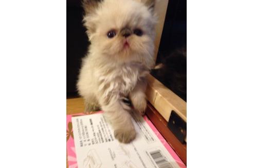 成約済の京都府のエキゾチックショートヘア-467の2枚目