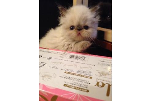 成約済の京都府のエキゾチックショートヘア-467の1枚目