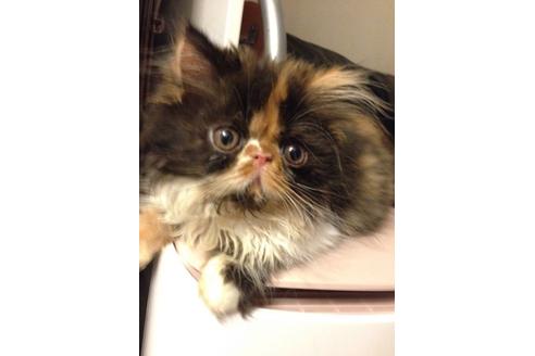 成約済の京都府のペルシャ-489の5枚目