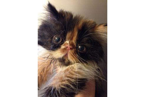 成約済の京都府のペルシャ-489の4枚目