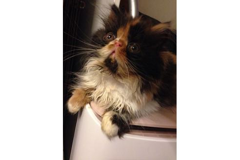 成約済の京都府のペルシャ-489の3枚目