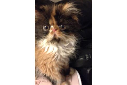 成約済の京都府のペルシャ-489の2枚目