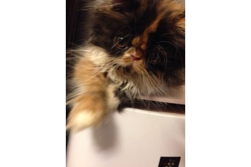 成約済の京都府のペルシャ-489の1枚目