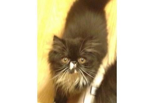 成約済の京都府のペルシャ-460の1枚目