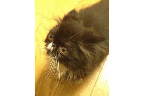 成約済の京都府のペルシャ-460の2枚目