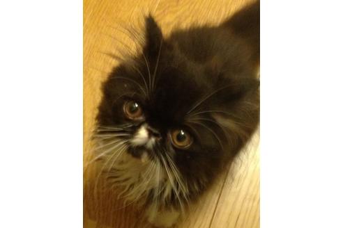 成約済の京都府のペルシャ-460の3枚目