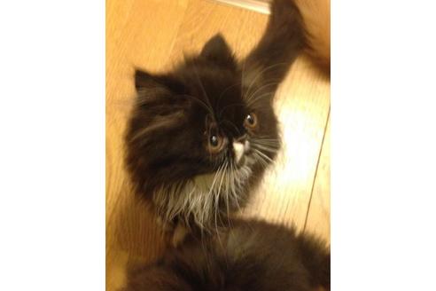 成約済の京都府のペルシャ-460の4枚目