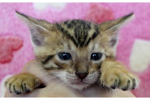 成約済の埼玉県のベンガル-471の2枚目