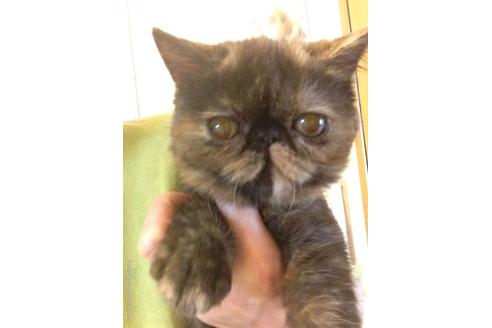 成約済の京都府のエキゾチックショートヘア-516の1枚目