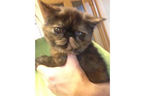 成約済の京都府のエキゾチックショートヘア-516の2枚目