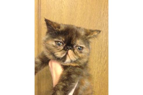 成約済の京都府のエキゾチックショートヘア-516の3枚目