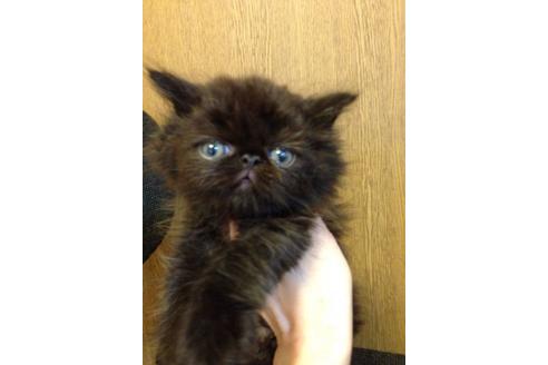 成約済の京都府のペルシャ-565の5枚目