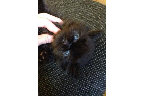 成約済の京都府のペルシャ-565の4枚目