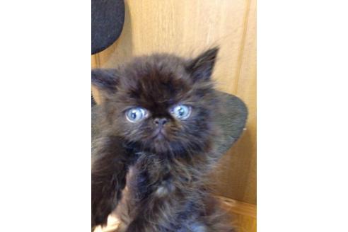 成約済の京都府のペルシャ-565の3枚目