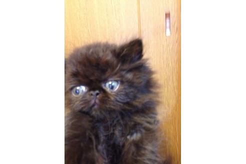 成約済の京都府のペルシャ-565の1枚目