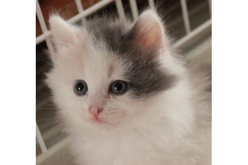 成約済の茨城県のノルウェージャンフォレストキャット-431の3枚目