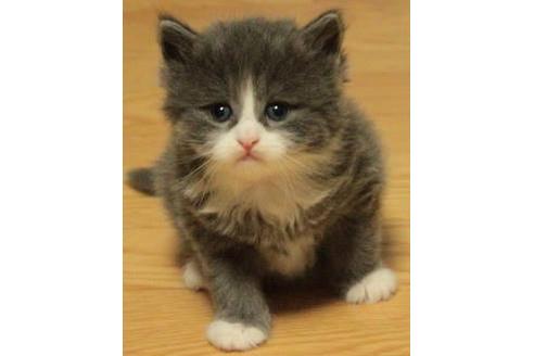 成約済の茨城県のノルウェージャンフォレストキャット-616の2枚目