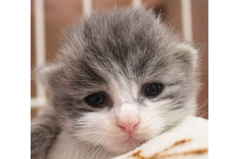 成約済の茨城県のノルウェージャンフォレストキャット-615の1枚目
