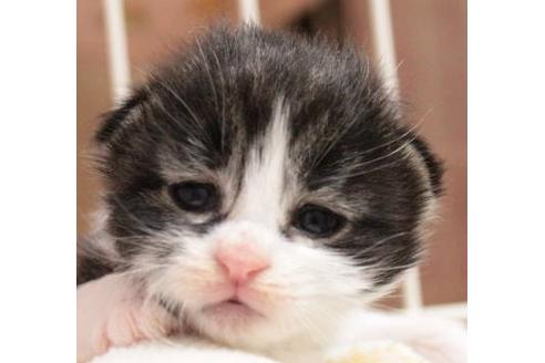 成約済の茨城県のノルウェージャンフォレストキャット-614の1枚目