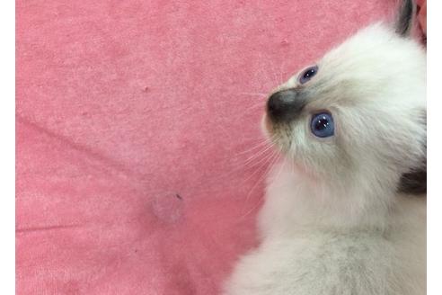 成約済の愛知県のラグドール-697の3枚目