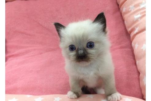 成約済の愛知県のラグドール-697の2枚目