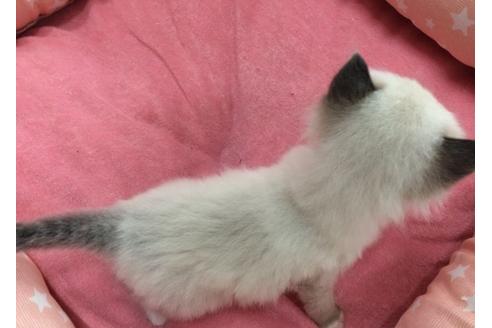 成約済の愛知県のラグドール-697の1枚目