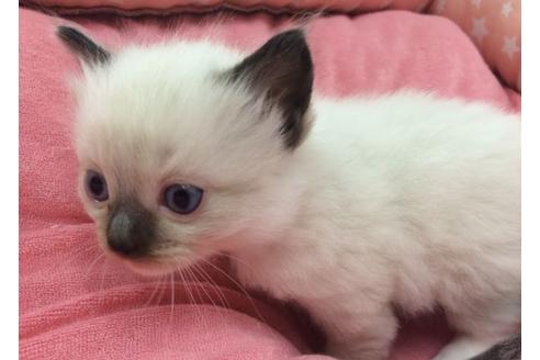 成約済の愛知県のラグドール-698の2枚目