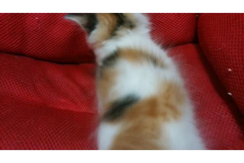 成約済の愛知県のノルウェージャンフォレストキャット-702の1枚目