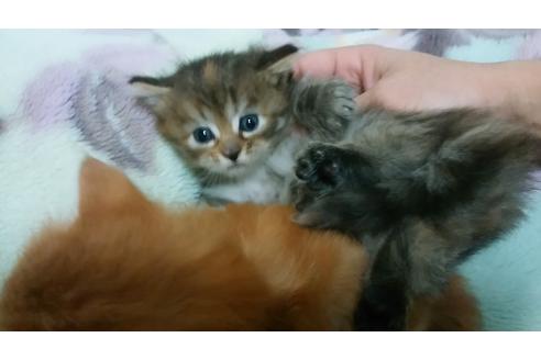 成約済の愛知県のノルウェージャンフォレストキャット-707の5枚目
