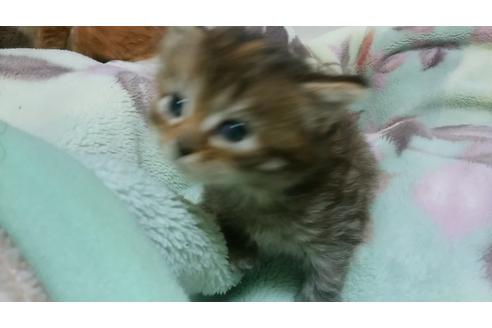 成約済の愛知県のノルウェージャンフォレストキャット-707の3枚目