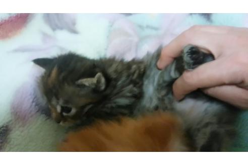 成約済の愛知県のノルウェージャンフォレストキャット-707の2枚目