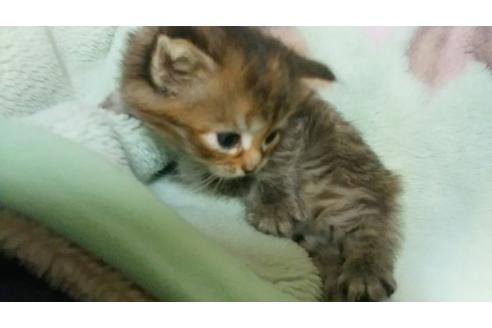 成約済の愛知県のノルウェージャンフォレストキャット-707の1枚目