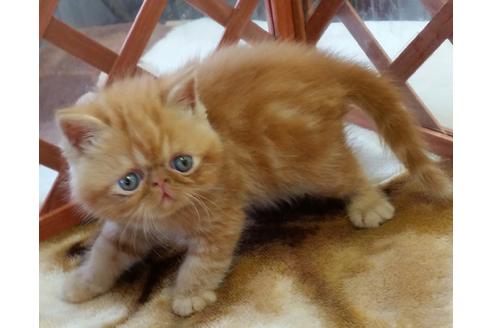 成約済の茨城県のエキゾチックショートヘア-814の1枚目