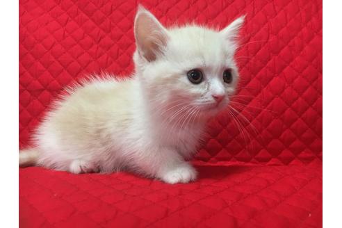 成約済の愛知県のマンチカン-960の3枚目