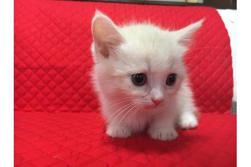 成約済の愛知県のマンチカン-960の2枚目