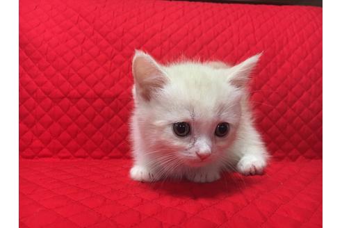 成約済の愛知県のマンチカン-960の1枚目