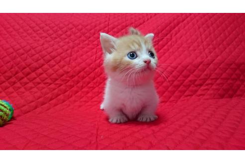 成約済の愛知県のマンチカン-993の1枚目