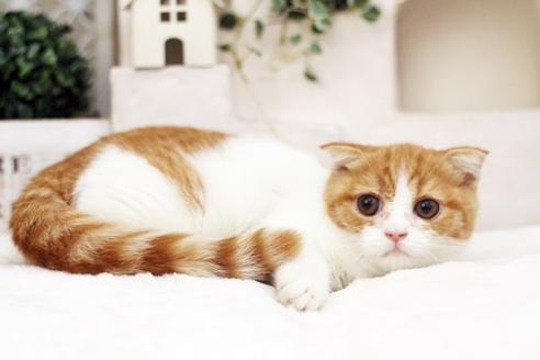 成約済の佐賀県のスコティッシュフォールド-1014の2枚目