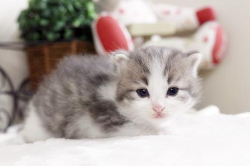 成約済の佐賀県のノルウェージャンフォレストキャット-1083の1枚目