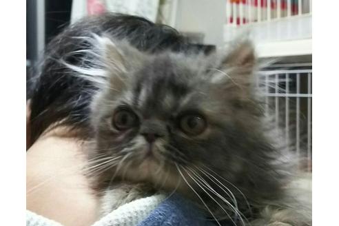 成約済の愛知県のエキゾチックショートヘア-1263の5枚目