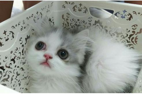 成約済の愛知県のエキゾチックショートヘア-1264の5枚目