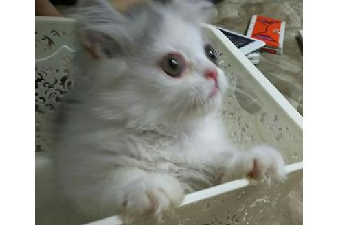 成約済の愛知県のエキゾチックショートヘア-1264の4枚目
