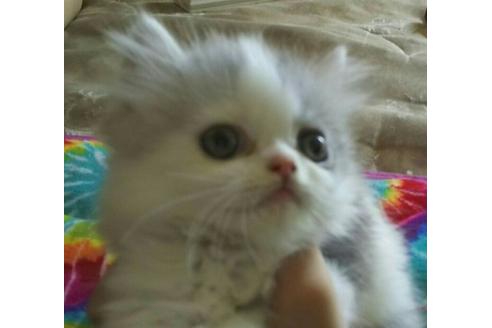 成約済の愛知県のエキゾチックショートヘア-1264の3枚目