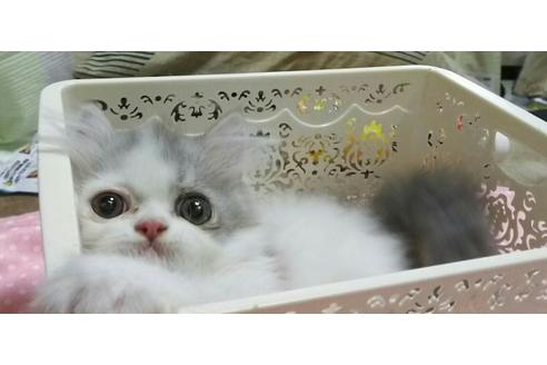 成約済の愛知県のエキゾチックショートヘア-1264の2枚目